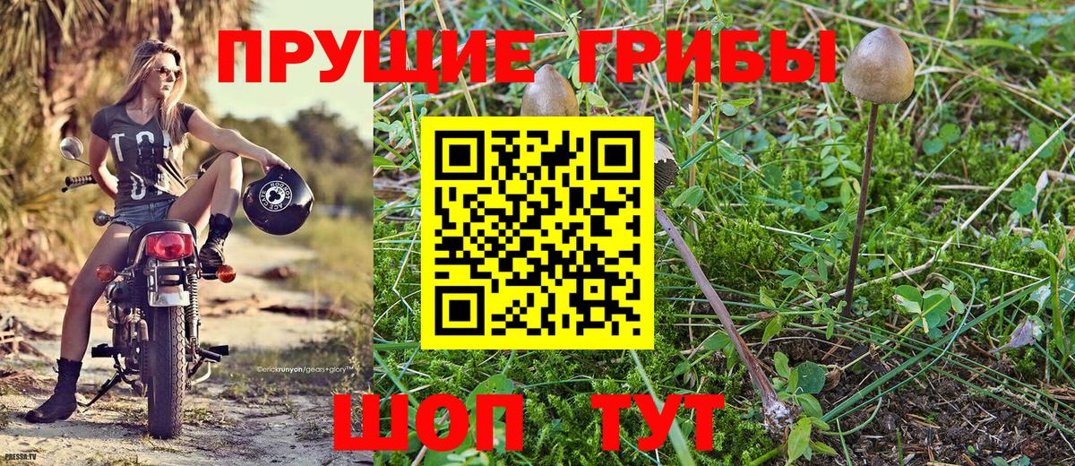 Псилоцибиновые грибы Psilocybine cubensis Десногорск